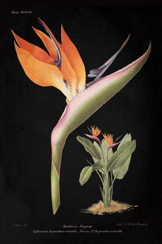 Strelitzia Reginoe on Black Black Ornate Wood Framed Art Print with Double Matting by Wild Apple Portfolio