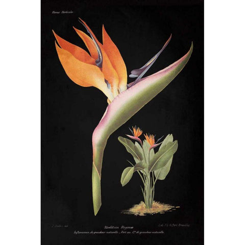 Strelitzia Reginoe on Black Gold Ornate Wood Framed Art Print with Double Matting by Wild Apple Portfolio