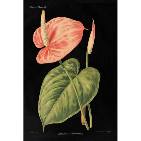 Anthurium Ferrierense on Black Black Modern Wood Framed Art Print with Double Matting by Wild Apple Portfolio