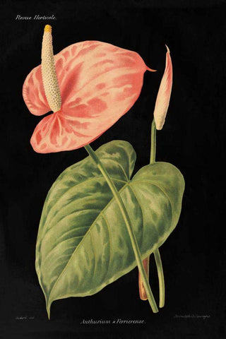 Anthurium Ferrierense on Black White Modern Wood Framed Art Print with Double Matting by Wild Apple Portfolio