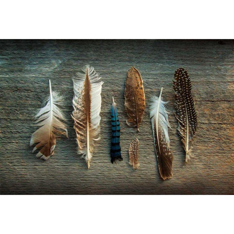 Feather Collection I White Modern Wood Framed Art Print by Schlabach, Sue