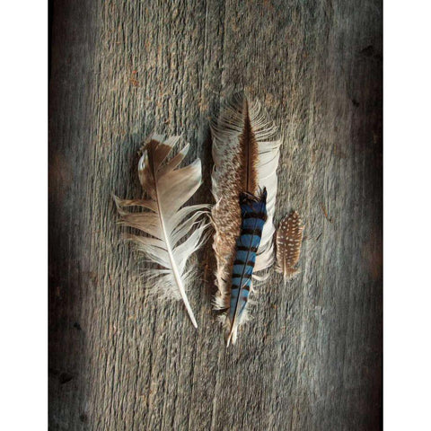 Feather Collection III White Modern Wood Framed Art Print by Schlabach, Sue