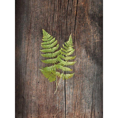 Woodland Fern II White Modern Wood Framed Art Print by Schlabach, Sue