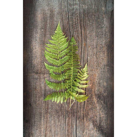 Woodland Fern III White Modern Wood Framed Art Print by Schlabach, Sue