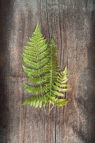 Woodland Fern III Black Ornate Wood Framed Art Print with Double Matting by Schlabach, Sue