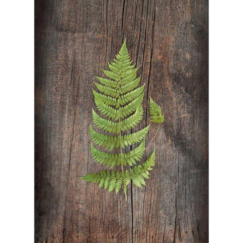 Woodland Fern IV Black Modern Wood Framed Art Print with Double Matting by Schlabach, Sue