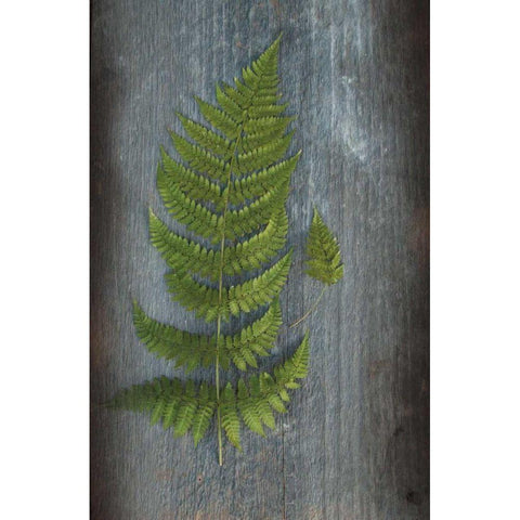 Woodland Fern V Black Modern Wood Framed Art Print with Double Matting by Schlabach, Sue