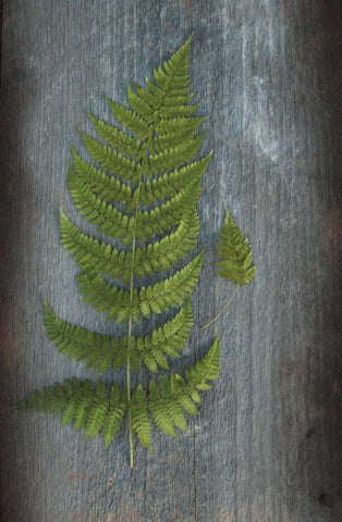 Woodland Fern V White Modern Wood Framed Art Print with Double Matting by Schlabach, Sue