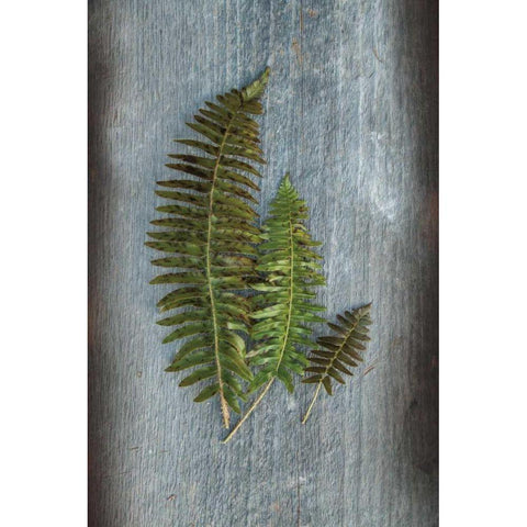 Woodland Fern VI White Modern Wood Framed Art Print by Schlabach, Sue