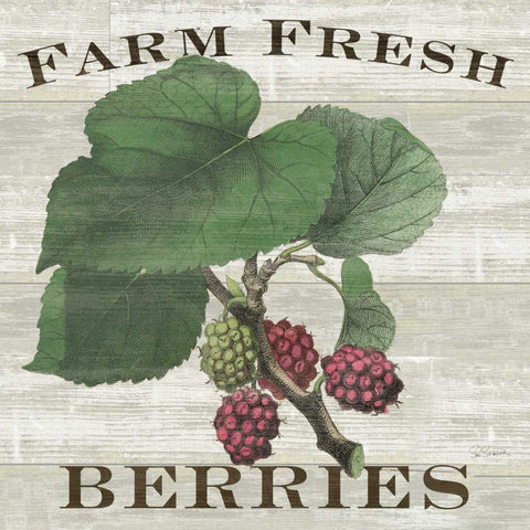 Farm Fresh Raspberries White Modern Wood Framed Art Print by Schlabach, Sue