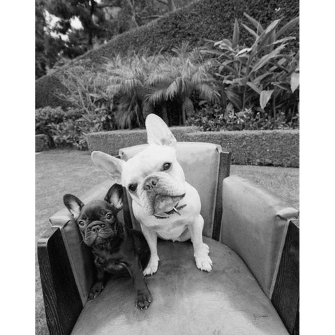 Always Friends White Modern Wood Framed Art Print by Dratfield, Jim