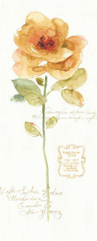 Rainbow Seeds Loose Floral III White Modern Wood Framed Art Print with Double Matting by Audit, Lisa