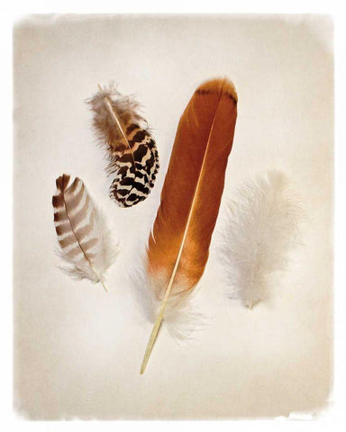 Feather Group I Black Ornate Wood Framed Art Print with Double Matting by Van Swearingen, Debra