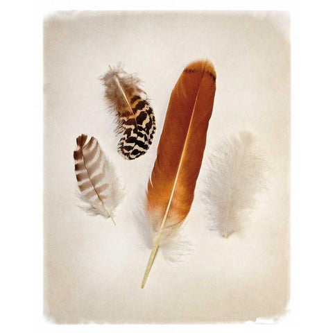 Feather Group I Black Modern Wood Framed Art Print with Double Matting by Van Swearingen, Debra