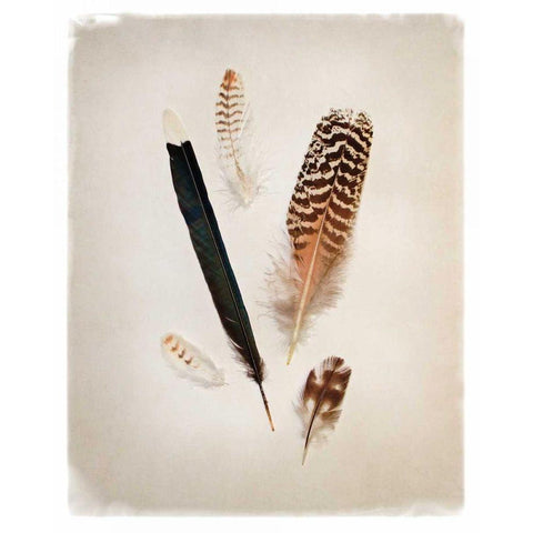 Feather Group II White Modern Wood Framed Art Print by Van Swearingen, Debra