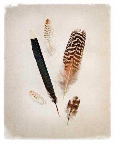 Feather Group II Black Ornate Wood Framed Art Print with Double Matting by Van Swearingen, Debra