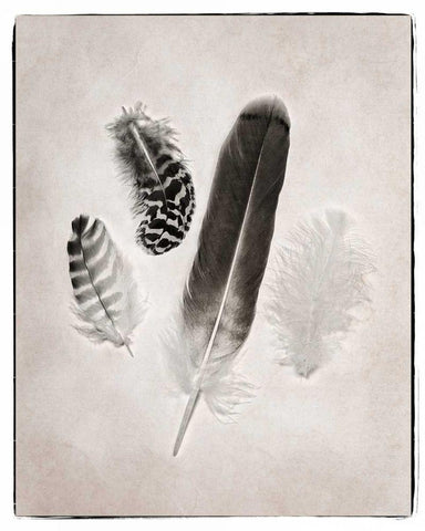 Feather Group I BW White Modern Wood Framed Art Print with Double Matting by Van Swearingen, Debra