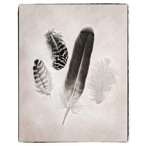 Feather Group I BW Black Modern Wood Framed Art Print by Van Swearingen, Debra