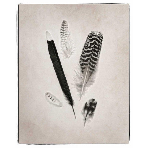 Feather Group II BW Gold Ornate Wood Framed Art Print with Double Matting by Van Swearingen, Debra