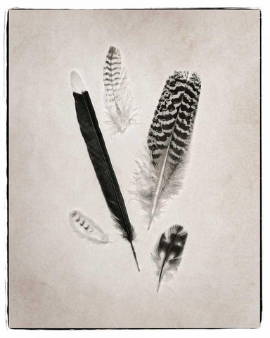 Feather Group II BW White Modern Wood Framed Art Print with Double Matting by Van Swearingen, Debra