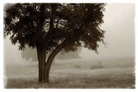 Calm Mist no Limb Black Ornate Wood Framed Art Print with Double Matting by Van Swearingen, Debra