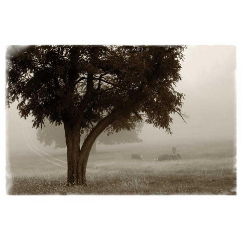 Calm Mist no Limb White Modern Wood Framed Art Print by Van Swearingen, Debra
