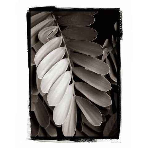 Tropical Plant I Black Modern Wood Framed Art Print with Double Matting by Debra, Van Swearingen
