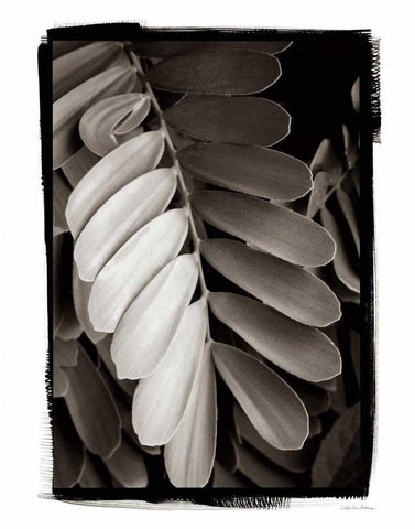 Tropical Plant I White Modern Wood Framed Art Print with Double Matting by Debra, Van Swearingen