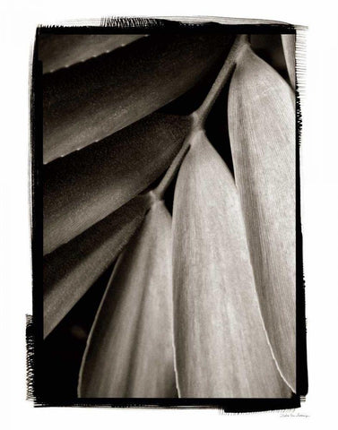 Tropical Plant II White Modern Wood Framed Art Print with Double Matting by Debra, Van Swearingen