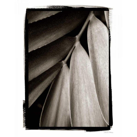 Tropical Plant II White Modern Wood Framed Art Print by Debra, Van Swearingen