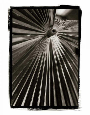 Palm Frond I White Modern Wood Framed Art Print with Double Matting by Debra, Van Swearingen