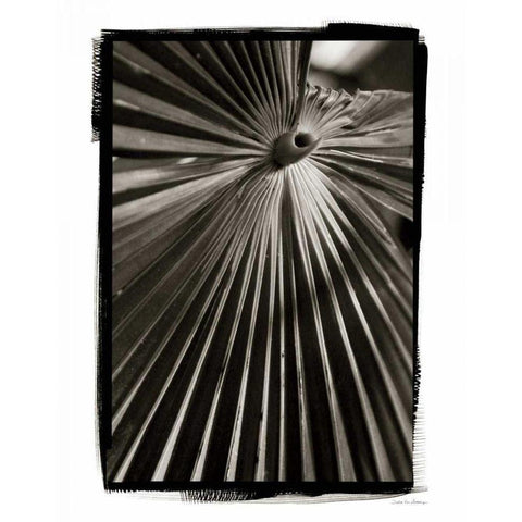 Palm Frond I Black Modern Wood Framed Art Print by Debra, Van Swearingen