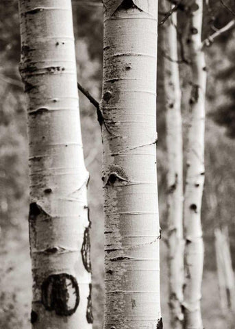 Aspens I Black Ornate Wood Framed Art Print with Double Matting by Van Swearingen, Debra
