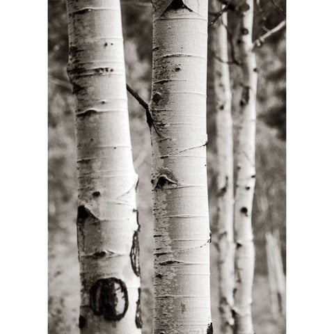 Aspens I Black Modern Wood Framed Art Print with Double Matting by Van Swearingen, Debra