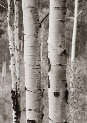 Aspens II White Modern Wood Framed Art Print with Double Matting by Van Swearingen, Debra
