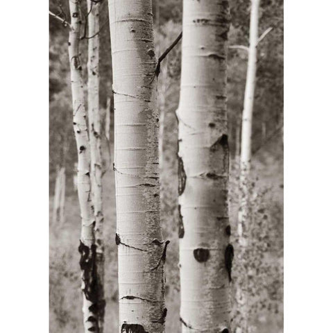 Aspens II White Modern Wood Framed Art Print by Van Swearingen, Debra