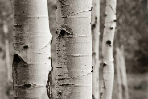 Aspens III Black Ornate Wood Framed Art Print with Double Matting by Van Swearingen, Debra