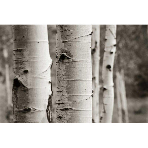 Aspens III Black Modern Wood Framed Art Print with Double Matting by Van Swearingen, Debra