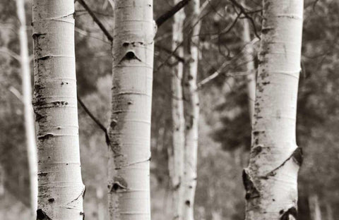 Aspens  IV White Modern Wood Framed Art Print with Double Matting by Van Swearingen, Debra