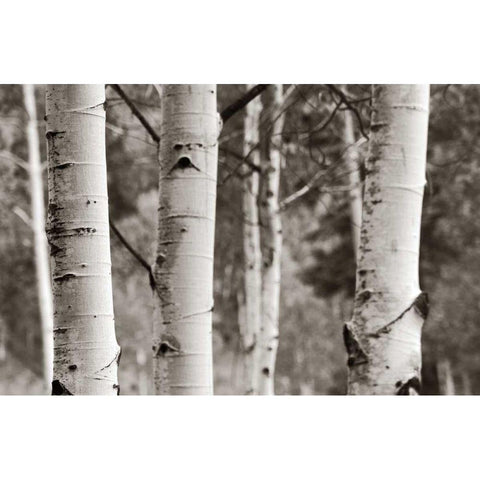 Aspens  IV Black Modern Wood Framed Art Print by Van Swearingen, Debra