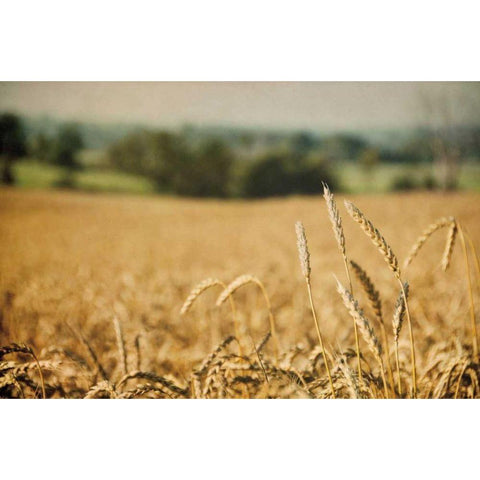 Blissful Country I Black Modern Wood Framed Art Print with Double Matting by Urquhart, Elizabeth