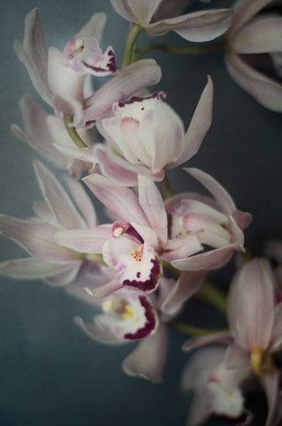 Dark Orchid I White Modern Wood Framed Art Print with Double Matting by Urquhart, Elizabeth