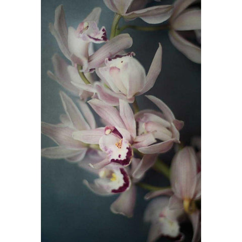 Dark Orchid I Gold Ornate Wood Framed Art Print with Double Matting by Urquhart, Elizabeth