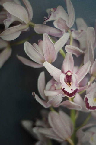 Dark Orchid II White Modern Wood Framed Art Print with Double Matting by Urquhart, Elizabeth