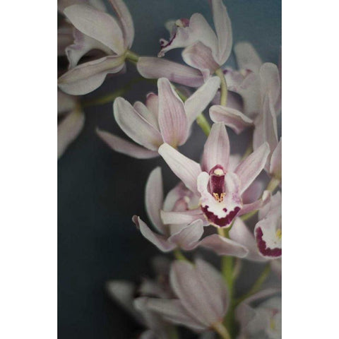 Dark Orchid II Black Modern Wood Framed Art Print by Urquhart, Elizabeth