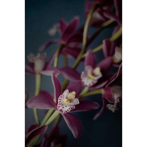 Dark Orchid III Gold Ornate Wood Framed Art Print with Double Matting by Urquhart, Elizabeth