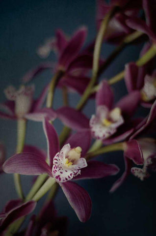 Dark Orchid III Black Ornate Wood Framed Art Print with Double Matting by Urquhart, Elizabeth