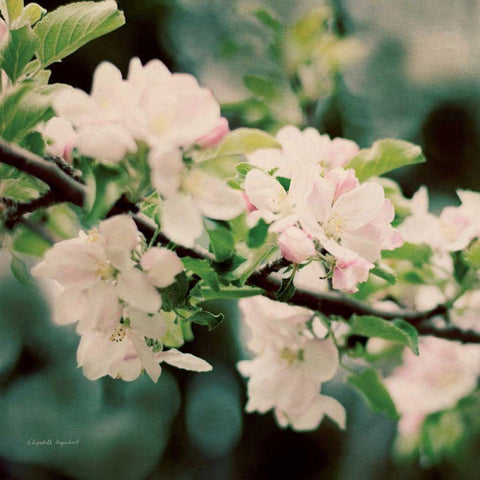 Apple Blossoms I Crop White Modern Wood Framed Art Print with Double Matting by Urquhart, Elizabeth