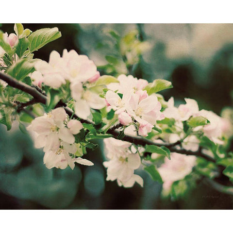 Apple Blossoms I Black Modern Wood Framed Art Print with Double Matting by Urquhart, Elizabeth