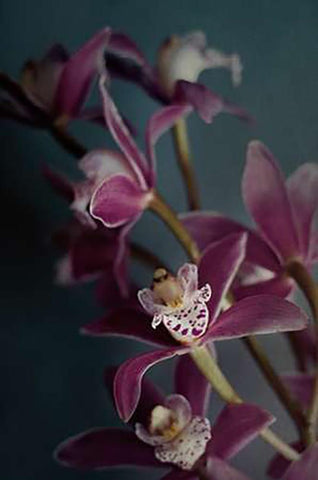 Dark Orchid IV v.2 Black Ornate Wood Framed Art Print with Double Matting by Urquhart, Elizabeth